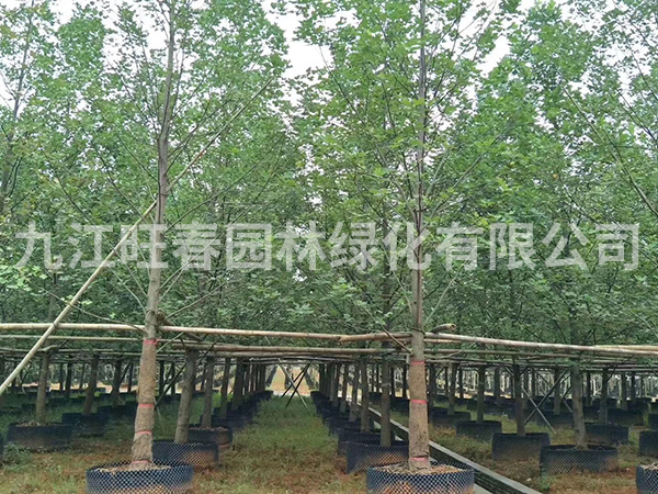 馬褂木